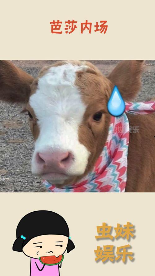 娱乐吃瓜酱胖猫,揭秘娱乐圈那些不为人知的幕后故事